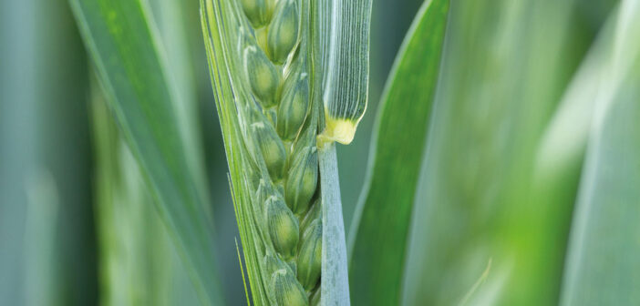 Winter Wheat coming into ear