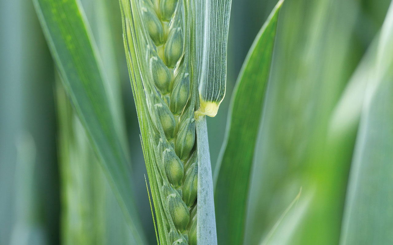 Winter Wheat coming into ear