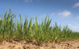 Winter Wheat plants