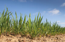 Winter Wheat plants