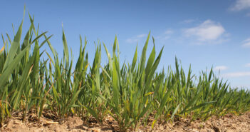 Root Rangers add to root and soil insight Winter Wheat plants