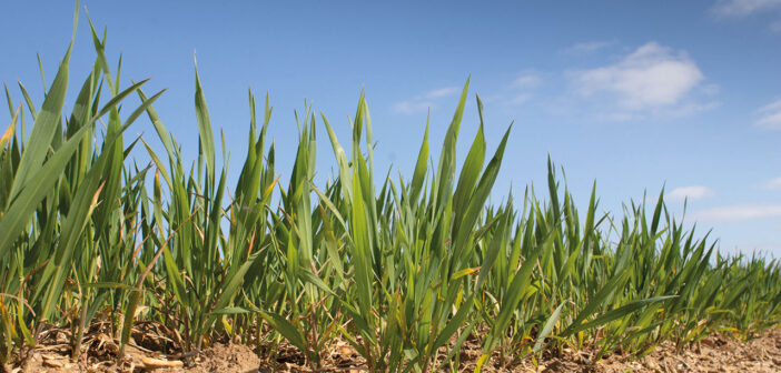Winter Wheat plants