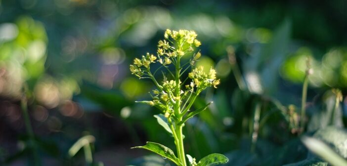 Camelina breakthrough could end synthetic astaxanthin production