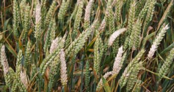 Immune-suppressing protein key for Fusaria infection
