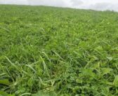 Defra releases SFI Window 1 agreement details