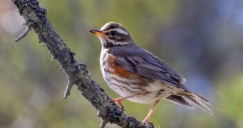 Bird count reveals farmer-led conservation success