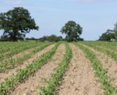 Drought risk to post-harvest soils
