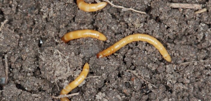 New wireworm DNA decision tool launched