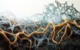 Creative visualisation of mycorrhizae illustrating fungal network