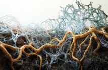 Creative visualisation of mycorrhizae illustrating fungal network