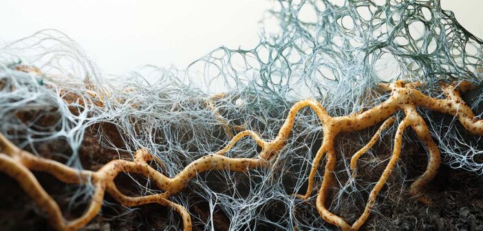 Creative visualisation of mycorrhizae illustrating fungal network