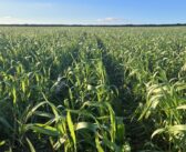Choose cover crops with care to minimise forage gaps