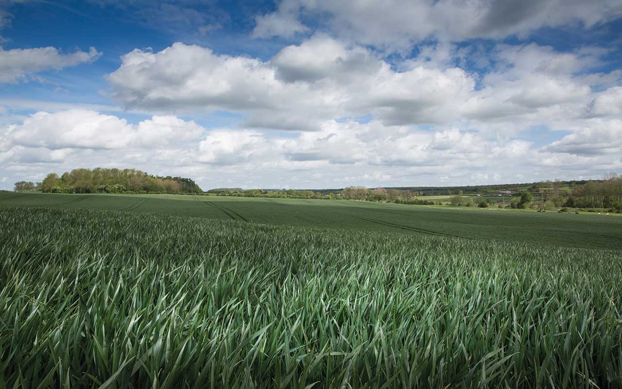 Winter wheat crop