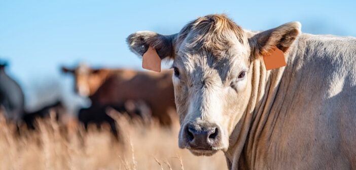 Innovation on show at mixed farm tour