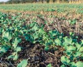 Care needed to check ‘essential’ phosphate for OSR