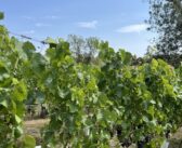 Ceres launches viticulture consultancy service