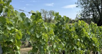 Ceres launches viticulture consultancy service
