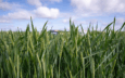 Close-up of a lush green wheat field with tall, healthy plants under a partly cloudy sky, showing early grain formation.