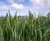 Challenging growing season brings wheat variety choice into focus