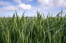 Close-up of a lush green wheat field with tall, healthy plants under a partly cloudy sky, showing early grain formation.