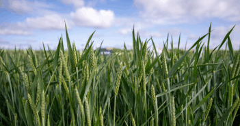 Sponsored: Challenging growing season brings wheat variety choice into focus Close-up of a lush green wheat field with tall, healthy plants under a partly cloudy sky, showing early grain formation.