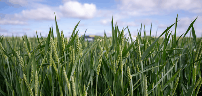 Close-up of a lush green wheat field with tall, healthy plants under a partly cloudy sky, showing early grain formation.
