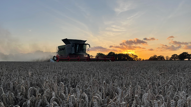 Combine harvester operating in a golden wheat field at sunset, with soft clouds and a warm glow from the sun partially hidden behind distant trees.
