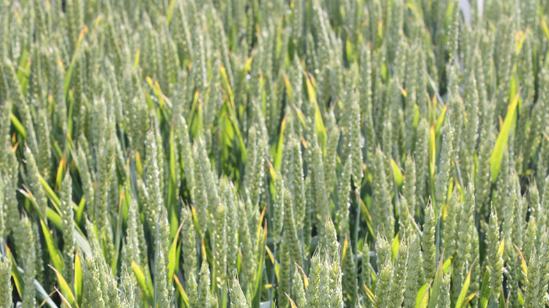 Untreated RGT Goldfinch reveals its strong disease resistance profile
