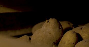 Raised risk of early potato dormancy break following dry summer