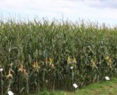 Established maize varieties perform well in northern trials