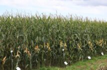 Established maize varieties perform well in northern trials
