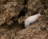 Wheat slug threat as wet weather returns