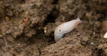 Wheat slug threat as wet weather returns
