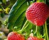 Sustainability the focus for horticulture conference