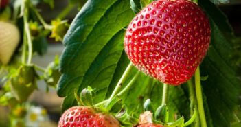 Sustainability the focus for horticulture conference
