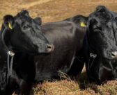 Positive results from virtual fencing trials