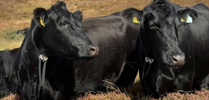 Positive results from virtual fencing trials