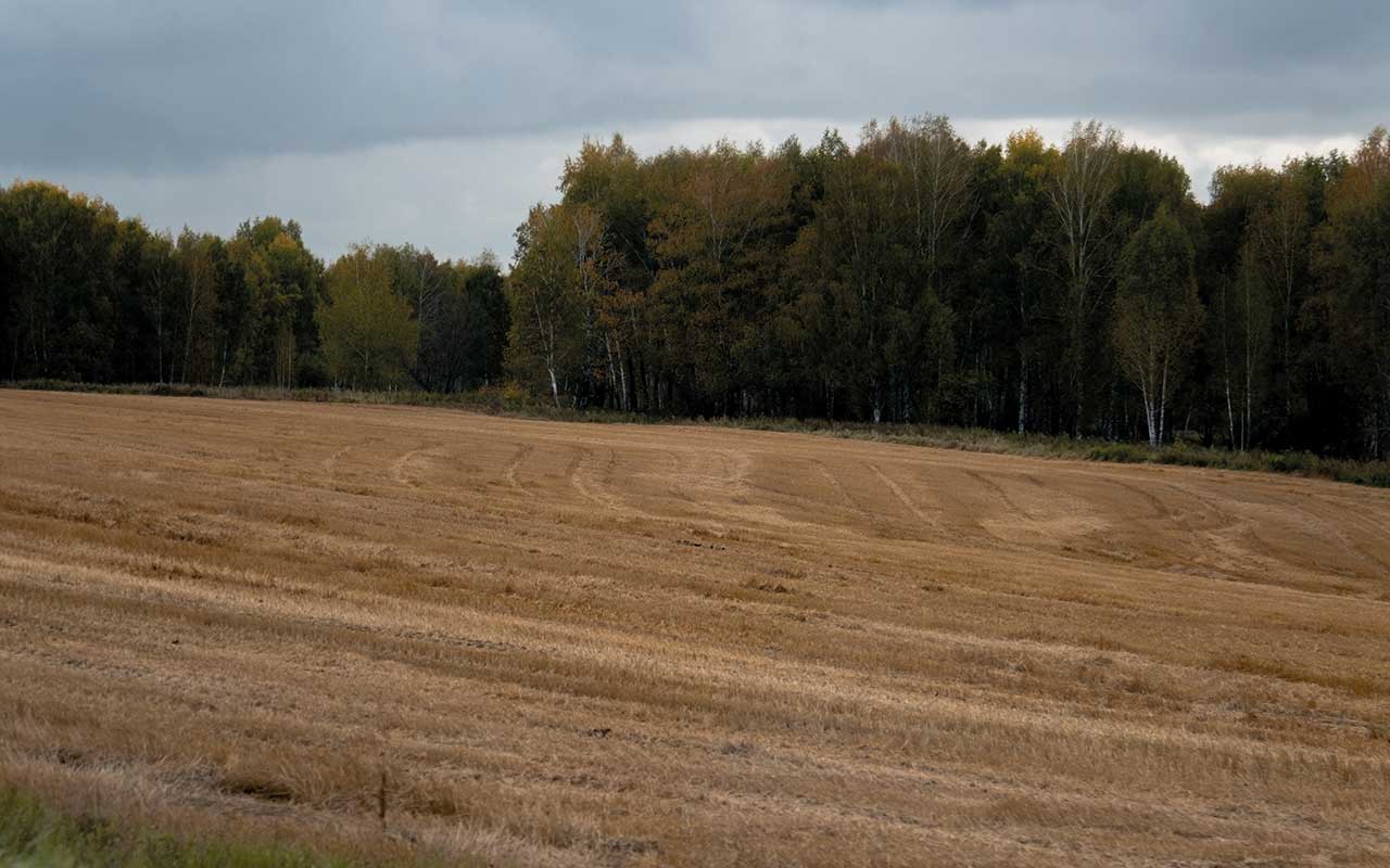 An autumn rural landscape with a parched field in the foreground and a forest of colourful trees in the background under an overcast grey sky