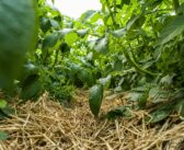 Novel IPM programme shortlisted for industry award