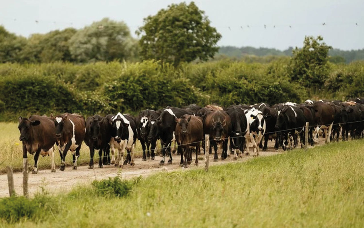 Cattle in field