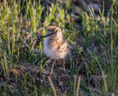 Hampshire estate puts focus on conservation