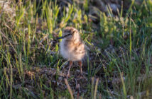 The common redshank or simply redshank (Tringa totanus) is a Eurasian wader in the large family Scolopacidae. The genus name Tringa is the New Latin name given to the green sandpiper by Aldrovandus in 1599 based on Ancient Greek trungas, a thrush-sized, white-rumped, tail-bobbing wading bird mentioned by Aristotle. The specific totanus is from Tótano, the Italian name for this bird.
