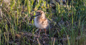 Hampshire estate puts focus on conservation