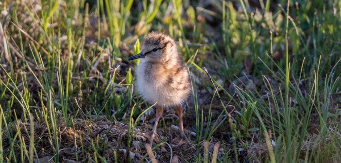Hampshire estate puts focus on conservation