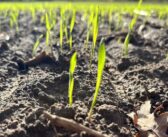 Precision and potential the focus for ProCam at Lamma