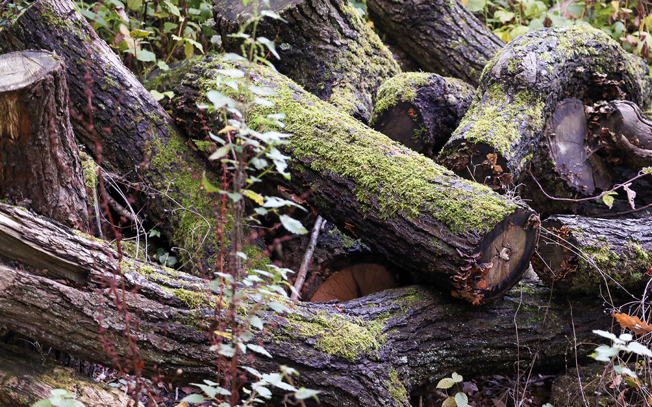 An old moss covered log pile in the woods provides an excellent habitat for woodland insects