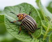 Major potato pest eradicated