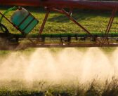 Race to unlock  the genetic code of blackgrass