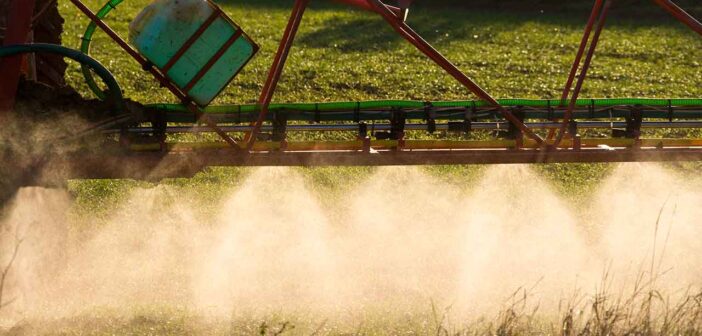 Race to unlock the genetic code of blackgrass