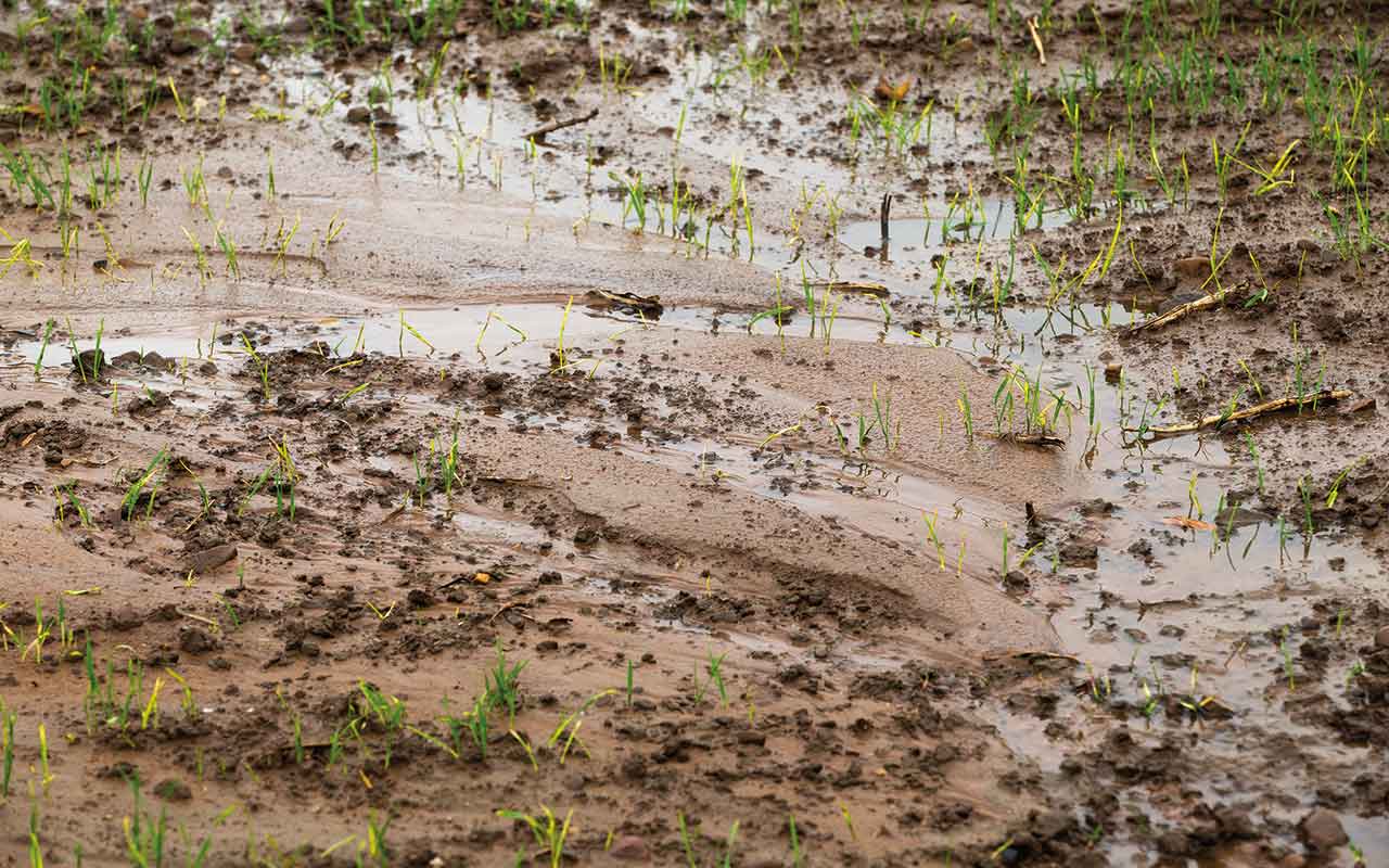 Waterlogged and eroded soil in a Winter wheat field